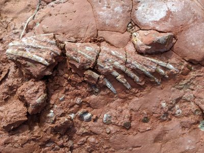 Encontraron de casualidad un fósil de un animal más antiguo que los dinosaurios en Canadá