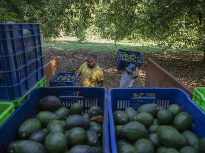 Activistas ambientales apuntan al aguacate mexicano