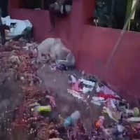 Estampida humana en templo de la India deja seis muertos
