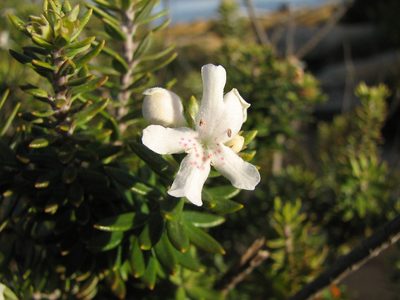La planta apta para principiantes que crece rapidísimo, es fácil de cuidar y sobrevive muchos años