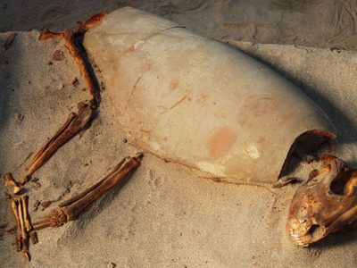 Descubrimiento que revela el amor por las mascotas en la Antigüedad