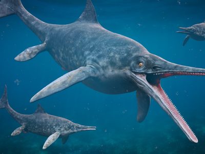 Investigadores encontraron una copia del "pez lagarto" que se perdió en la segunda guerra mundial