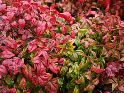 La planta que cambia de color con el frío, de bajo mantenimiento que es capaz de proteger tus sueños
