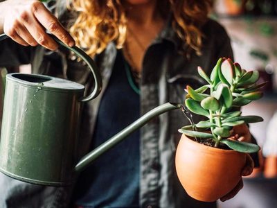 Secretos para regar las suculentas y que no pierdan su belleza