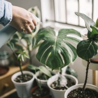 Las plantas buenas, bonitas y baratas que necesitás en casa si sos principiante en jardinería