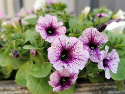 La hermosa planta que no pide nada a cambio, pero llena tu jardín de color en pleno invierno