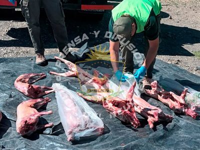 Importante secuestro de carne transportada de manera irregular en el Norte de Neuquén