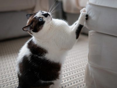 Cómo evitar que tu gato arañe los muebles con un solo elemento