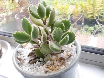 Plantas: el secreto para que tu suculenta Garrita de oso tenga flores y crezca rozagante