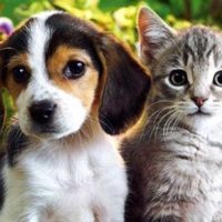 Invitan a sumarse al registro municipal para darles un hogar de tránsito a perros y gatos