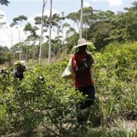 Colombia: la rebelión cocalera