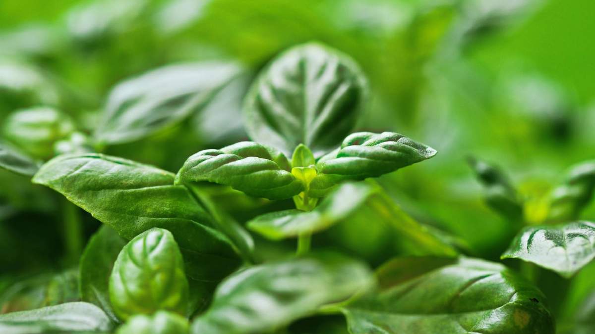 Plantas. Fuente: (X)