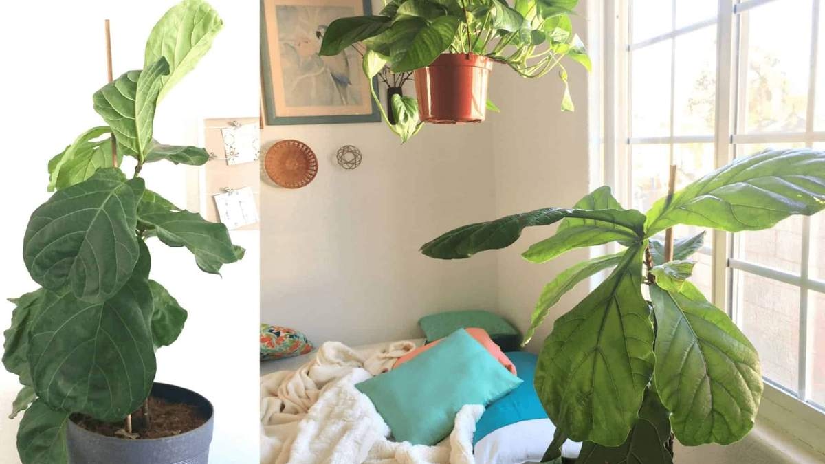 Plantas. Fuente: (Instagram)