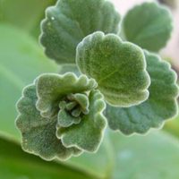 Suculenta vaporub: la planta que ayuda a limpiar las vías respiratorias