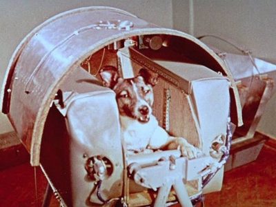 Se cumplen 65 años del primer ser vivo espacial: la perra Laika