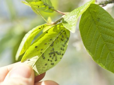 Salvá a tus plantas de los insectos más temidos con este preparado casero que lleva solo 4 ingredientes