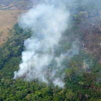 Por primera vez imputaron a una persona en Colombia por deforestación