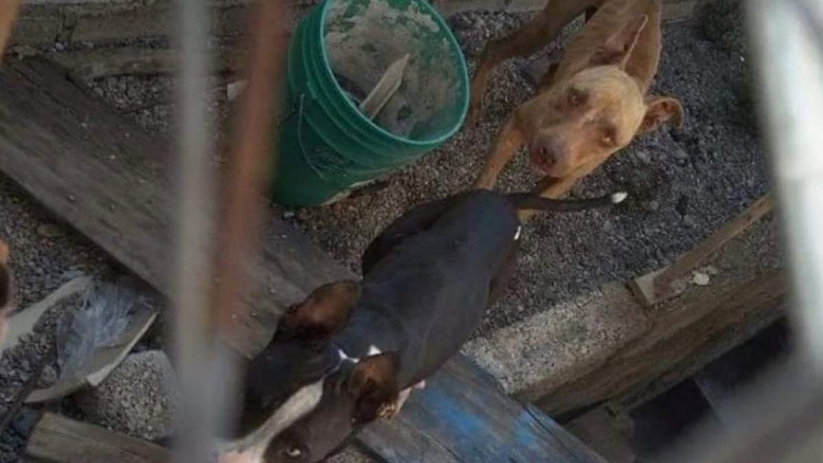Locki y Panda, perros maltratados en Tlapa, Guerrero