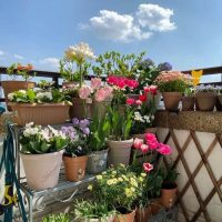 Las plantas que decoran, son fáciles de cuidar y ahuyentan las malas energías de tu hogar