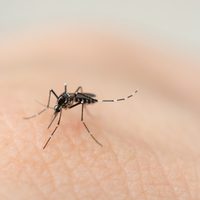 Cruz Roja lanza campaña contra el dengue