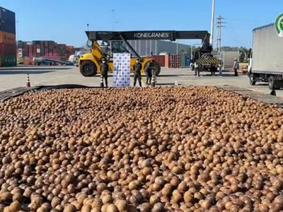 Colombia intercepta 20 mil cocos rellenos de cocaína líquida en un cargamento destinado a Italia