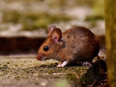 Parques Nacionales pide a turistas cuidarse de los roedores, para evitar el hantavirus