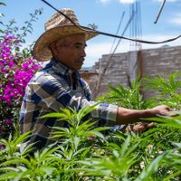 Cannabis medicinal: Antes huían del Ejército, ahora buscan el cultivo a gran escala