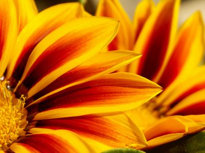 Gazanias, la planta versátil que florece todo el año