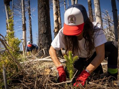 En Neuquén plantaron 3000 árboles para recuperar un bosque incendiado