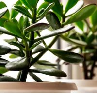 La suculenta que atrae el dinero y la buena fortuna: lo que pocos te dicen sobre la planta de Jade