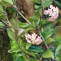 La planta colgante que tiene el aroma más dulce para aromatizar tu casa y llenarla de flores en primavera