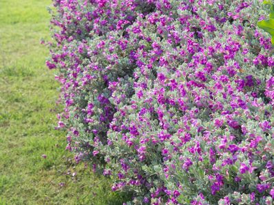 Conocé la hermosa planta que podés tener en tu jardín o también es perfecta para crear un cerco vivo