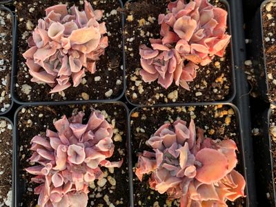 Suculentas: cómo cuidar a la Echeveria Pink Trumpet, la más exótica y bonita de las crasas