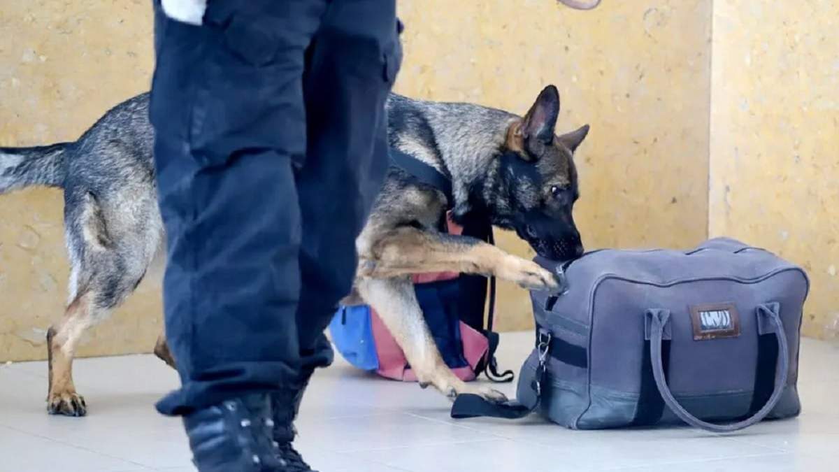 El equipaje fue puesto a disposición del perro adiestrado en la detección de drogas. Fuente (Neuquén Informa)