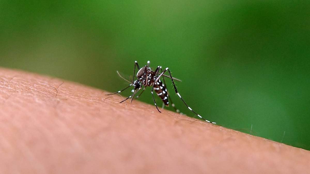 Mosquitos. Fuente: (Instagram)
