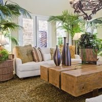 Las plantas que purifican los ambientes, toleran el frío del invierno y son ideales para ambientes cerrados