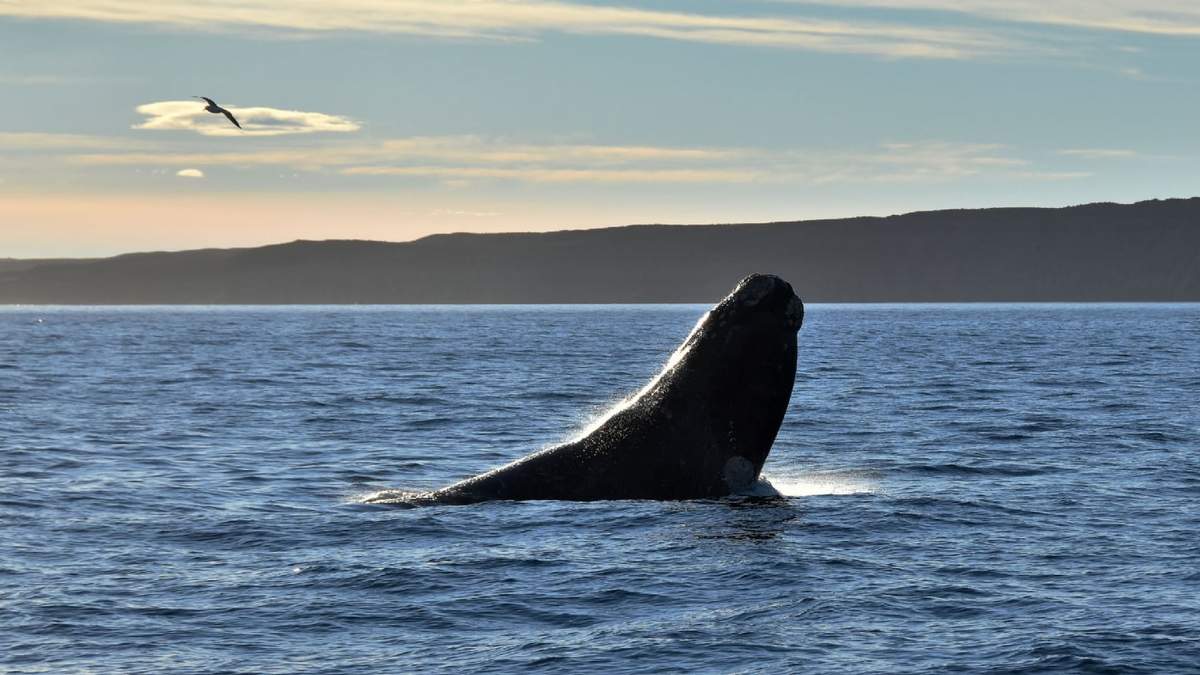 Ballena franca austral. Fuente: (Twitter)