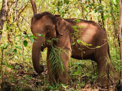 Impresionante: este elefante reconoció a su veterinario después de 12 años
