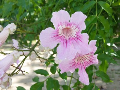 3 plantas enredaderas con flores que le darán el toque más hermoso a tu jardín