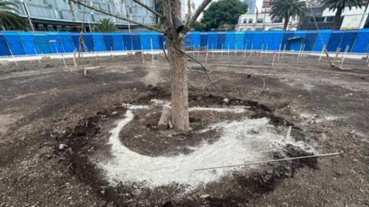 El nuevo ahuehuete en lo que fue la Glorieta de la Palma