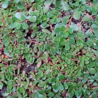 No las arranques: 3 plantas comestibles que crecen como maleza en tu jardín