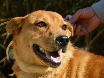 Se llevará adelante una jornada de adopción de perros y gatos en el Paseo de la Costa