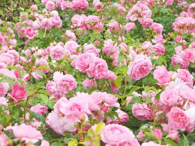 El secreto de las abuelas para tener las rosas más lindas y rozagantes en invierno