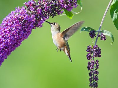 Las plantas que tenés que tener en tu jardín para que vengan los colibríes