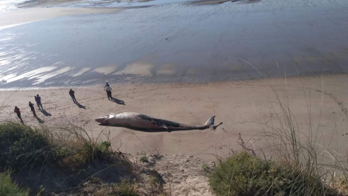 Ballena sei. Fuente: (Twitter)
