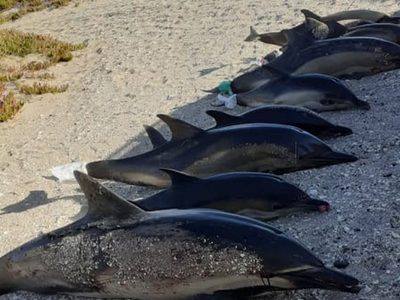 Un vecino denunció que tiraron en la basura a los delfines de San Antonio Este
