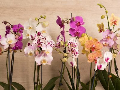 La planta que no necesita muchos cuidados y regala las flores más lindas al interior de tu casa