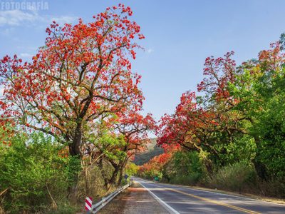 El árbol ideal para las veredas de barrio: aporta sombra, mucho color y cero problemas con los pisos