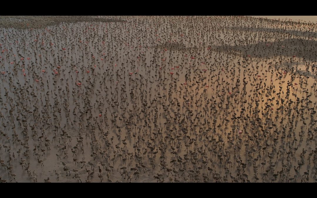 3-Escena de %22Flamingos...%22-Polluelos antes de volar