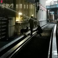 Rescatan a un perro que sobrevivió 20 días escondido entre las vías del Metro